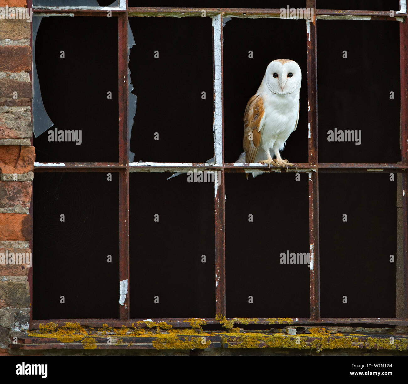 Effraie des clochers (Tyto alba) perché sur une ancienne fenêtre, UK Banque D'Images