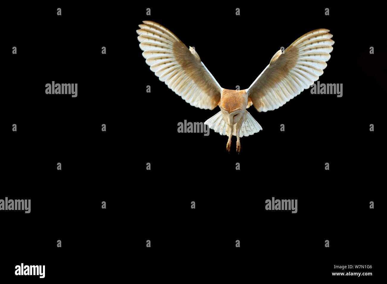 Effraie des clochers (Tyto alba) la chasse de nuit, UK Banque D'Images