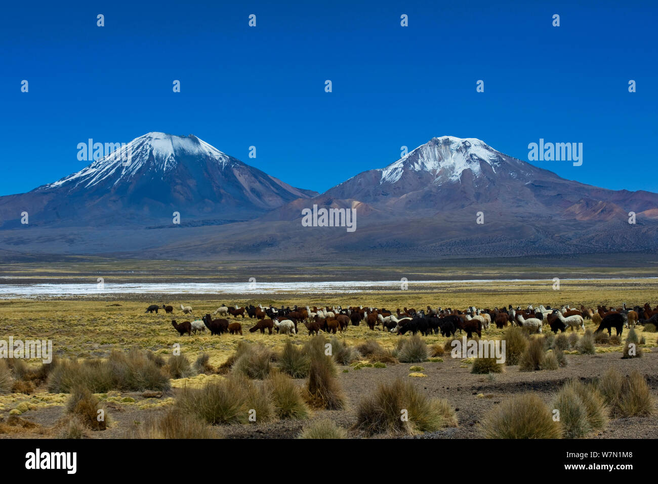 Alpaga domestiqués / Vicugna (Lama pacos) Vicungna / sur des plaines avec des pics enneigés à distance. Le parc national de Sajama (Bolivie). Banque D'Images