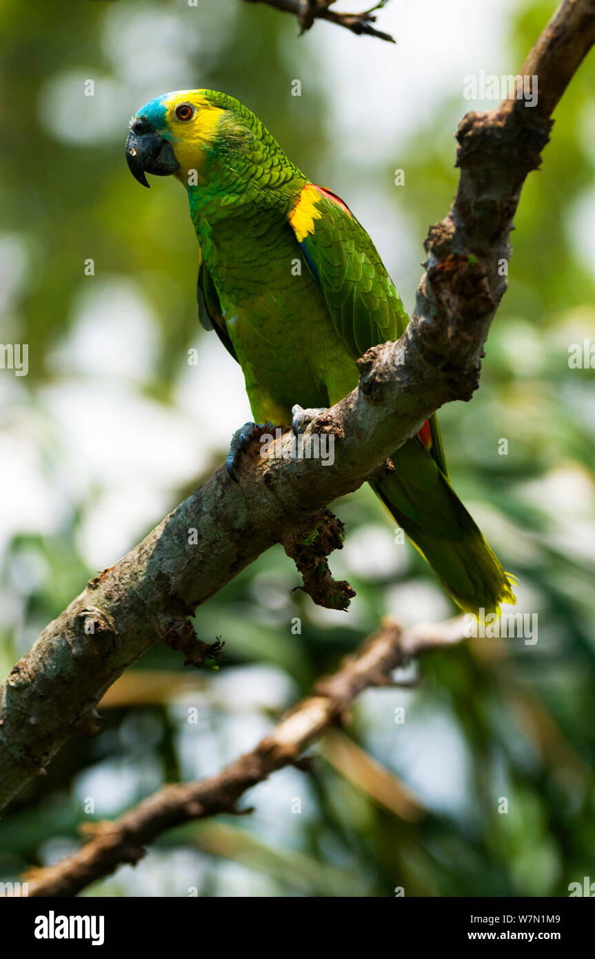 À la façade bleu bolivien Amazon (Amazona aestiva xanthopteryx). En captivité. La Bolivie. Banque D'Images