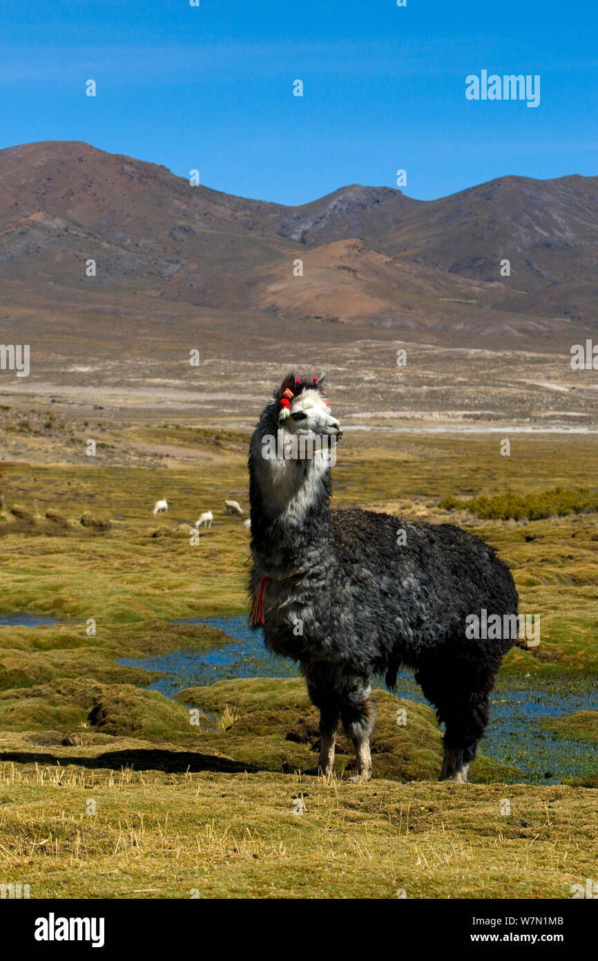 Alpaga domestiqués / Vicugna (Lama pacos) Vicungna / sur les plaines de l'altiplano. Le parc national de Sajama (Bolivie). Banque D'Images