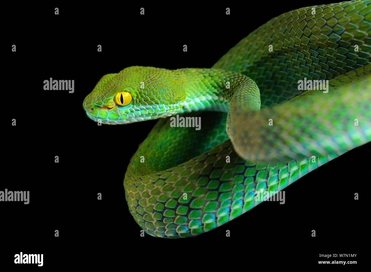 Kramer's / Grand Eyed Pit Viper (Cryptelytrops / Trimeresurus macrops). En captivité. Endémique de l'Asie du Sud Est. Banque D'Images