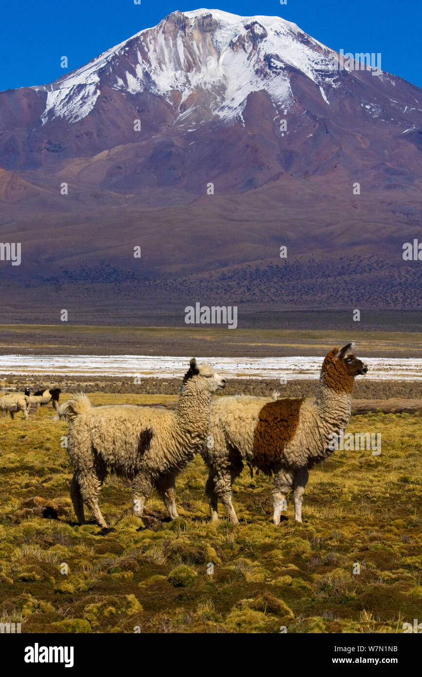 Deux Lama domestiqué (Lama glama) sur la plaine d'altitude avec un sommet enneigé à l'horizon. Le parc national de Sajama (Bolivie). Banque D'Images