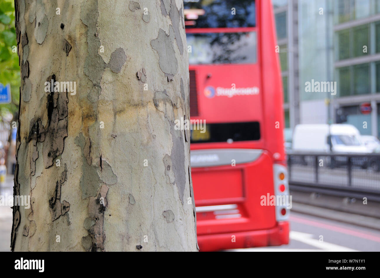 Autobus à deux étages en passant de la pollution de l'écorce de déroulage Platane résistant à Londres (Platanus x hispanica), Euston Road, Londres, Royaume-Uni, mai. 2012 Banque D'Images