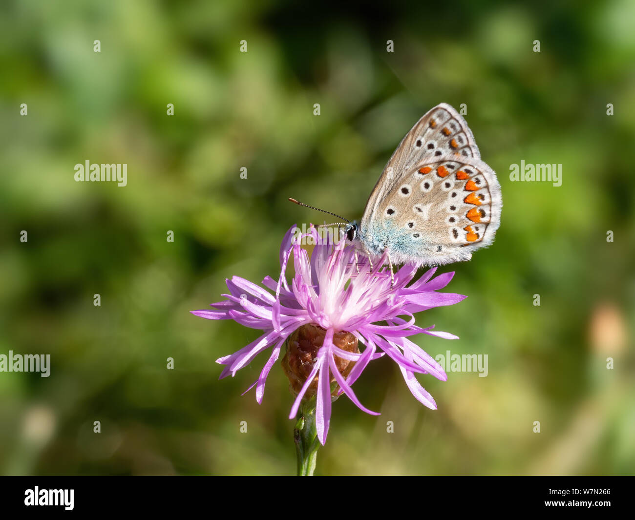 Papillon Bleu commun, Polyommatus icarus, perché sur une centaurea fleurs. Banque D'Images