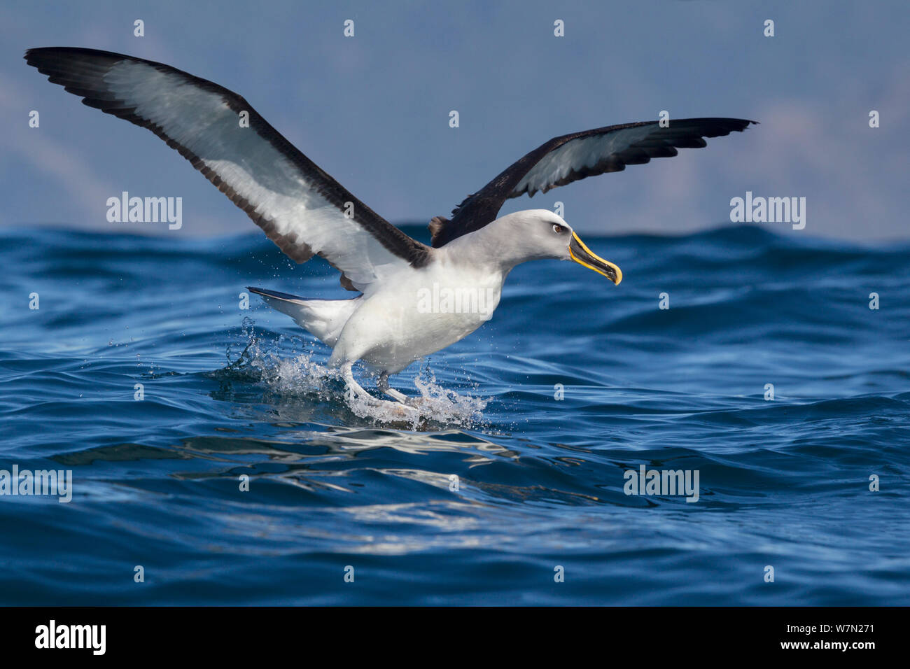 De l'albatros de Buller (Thalassarce bulleri) l'atterrissage sur la mer avec des ailes déployées au large de Kaikoura, Canterbury, Nouvelle-Zélande. Banque D'Images