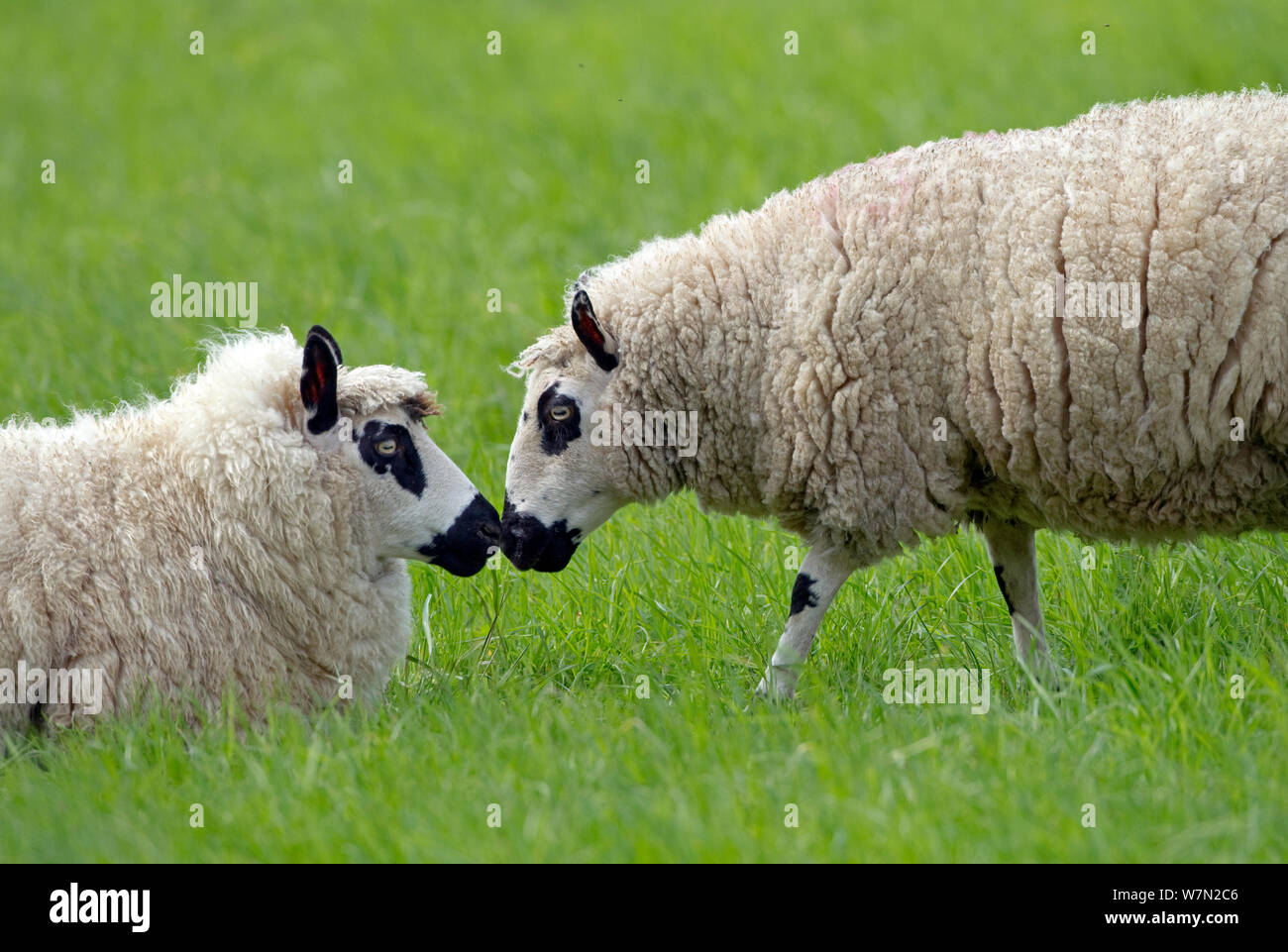 Kerry Hill brebis du troupeau de moutons Banque D'Images