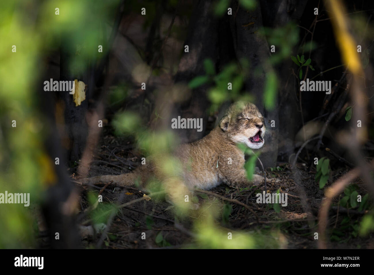Nouveau-né lion (Panthera leo) cub appelant à sa mère, l'Okavango, Botswana, novembre. Banque D'Images