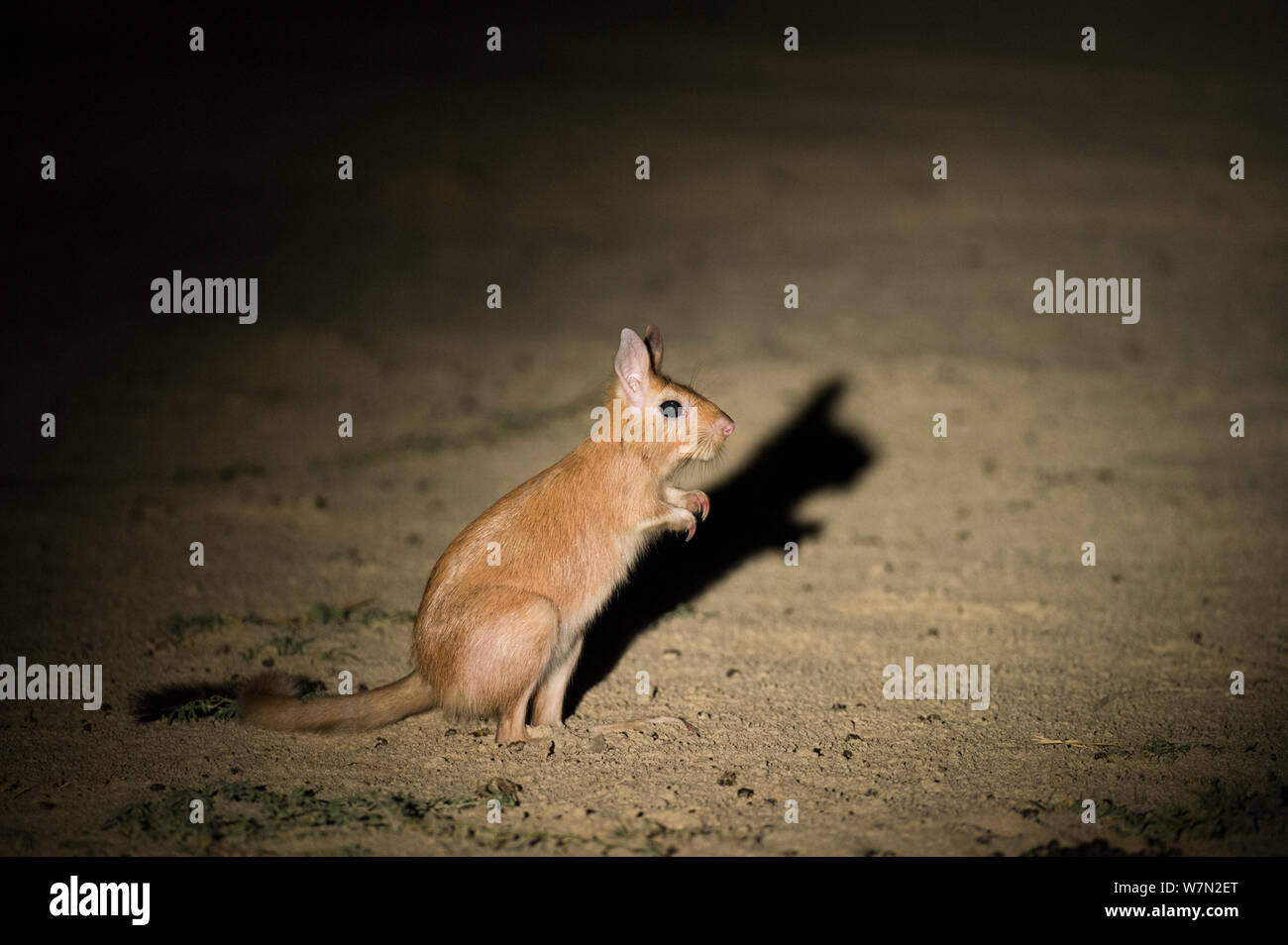 Spring hare (Pedetes capensis), spotlit à la lumière de voiture, Okavango, Botswana, novembre. Banque D'Images