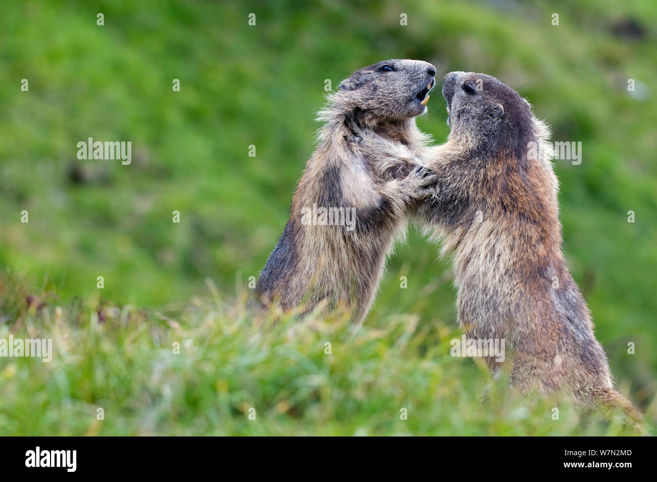 Marmottes alpines (Marmota marmota) combats, le Parc National du Hohe Tauern, l'Autriche, Juillet Banque D'Images