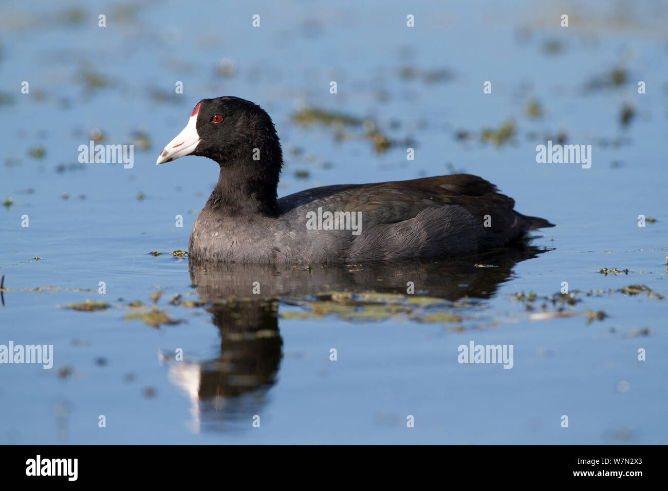 Foulque d'Amérique (Fulica americana) de l'eau. Lakeland, Floride, USA, novembre. Banque D'Images