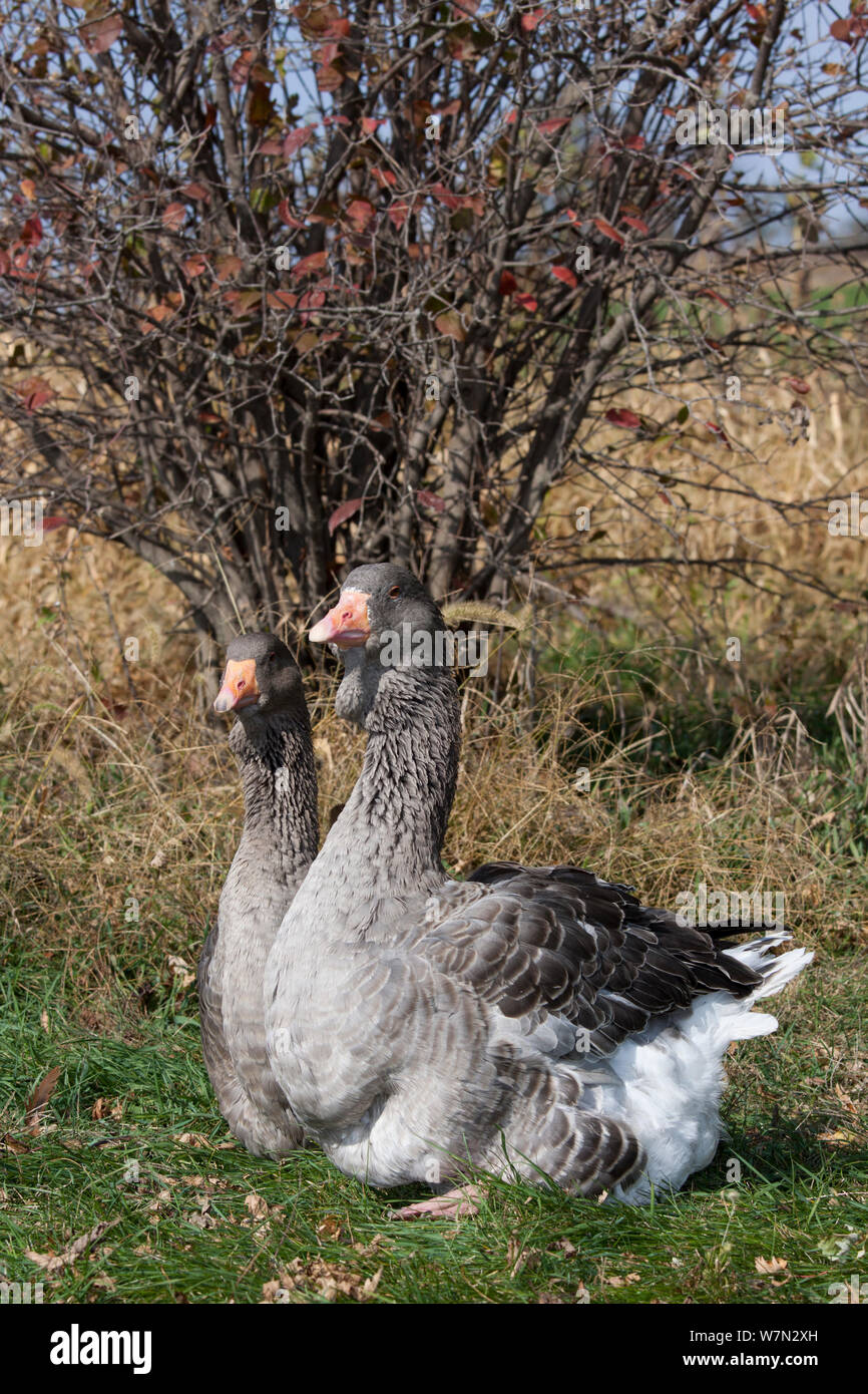 Gray Toulouse oie domestique (Anser anser), une ancienne race domestique deveoped en France, dont l'ancêtre sauvage de l'Ouest a été l'Oie cendrée. Calamus, Iowa, États-Unis, octobre. Banque D'Images