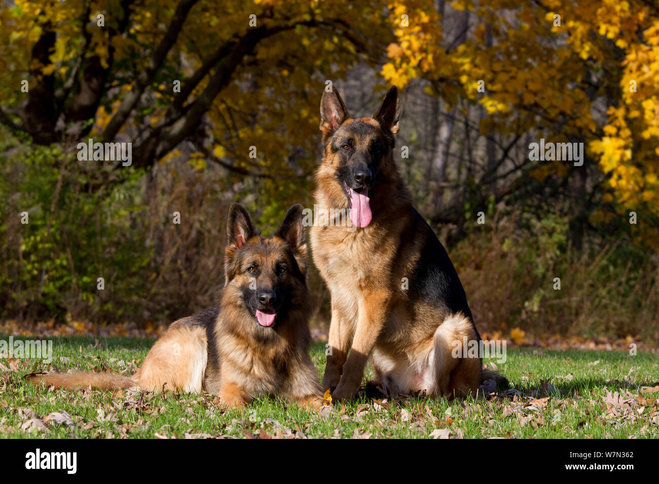 Les chiens de berger allemand contre portrait automne bois. Banque D'Images