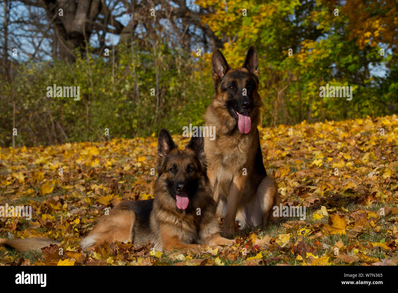 Les chiens de berger allemand assis parmi les feuilles d'automne. Banque D'Images