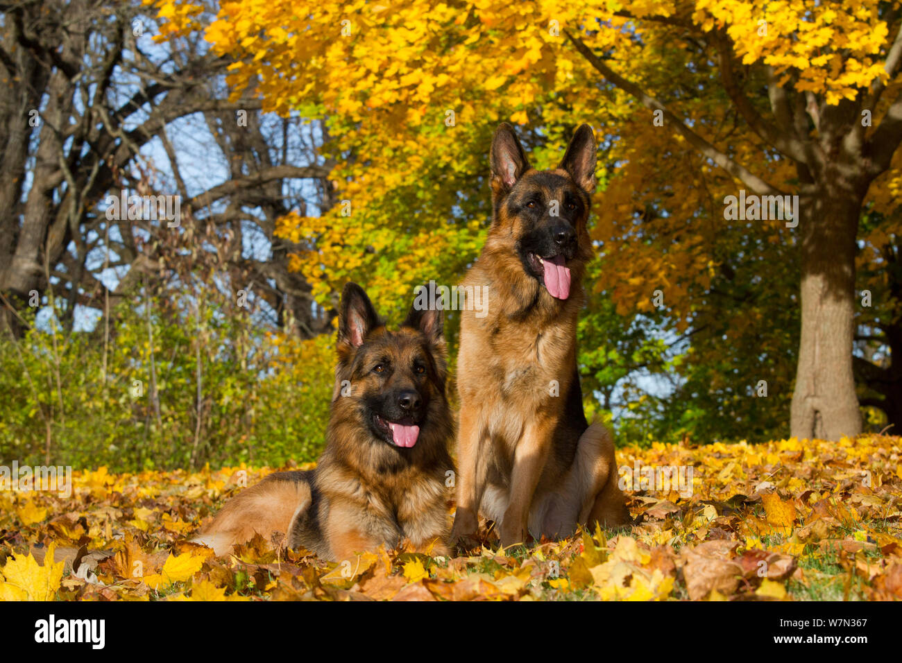 Les chiens de berger allemand parmi les feuilles d'automne. Banque D'Images