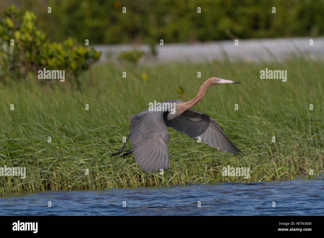 Aigrette garzette (Egretta rufescens rougeâtre) en plumage nuptial, en vol au-dessus d'un marais salé lagon. Saint Petersburg, Florida, USA, avril. Banque D'Images