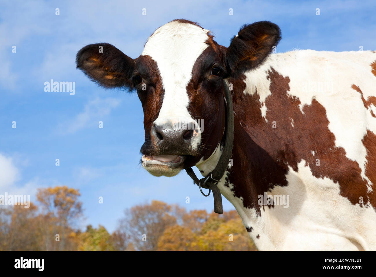 Portrait de vache Ayrshire. New York, USA, octobre. Banque D'Images