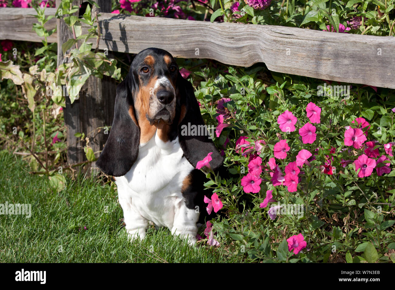 3-couleurs sombres basset hound dog sitting par fleurs. USA Banque D'Images