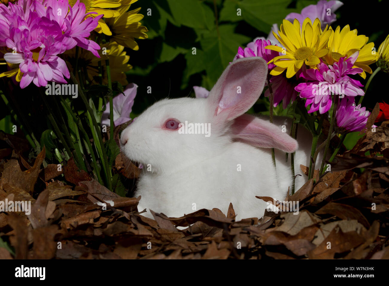 La Nouvelle-Zélande en lapin d'espèce de fleurs de printemps. USA Banque D'Images