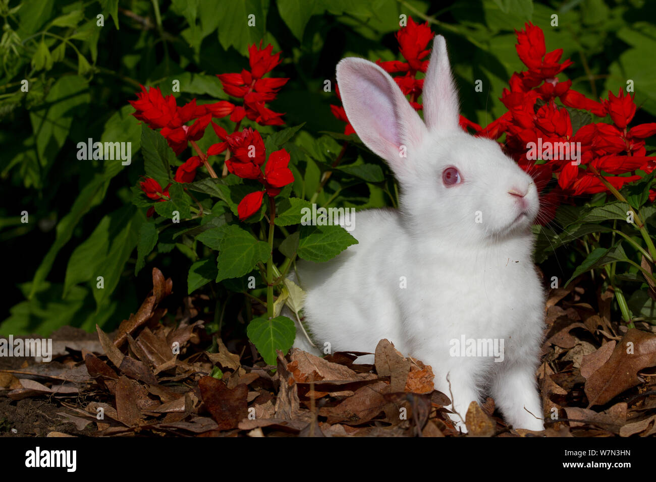 La Nouvelle-Zélande en lapin d'espèce de fleurs de printemps. USA Banque D'Images
