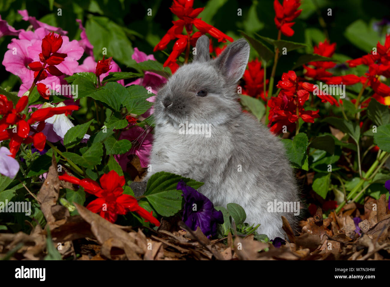 Netherland Dwarf Rabbit pour mineurs contre des fleurs. USA Banque D'Images