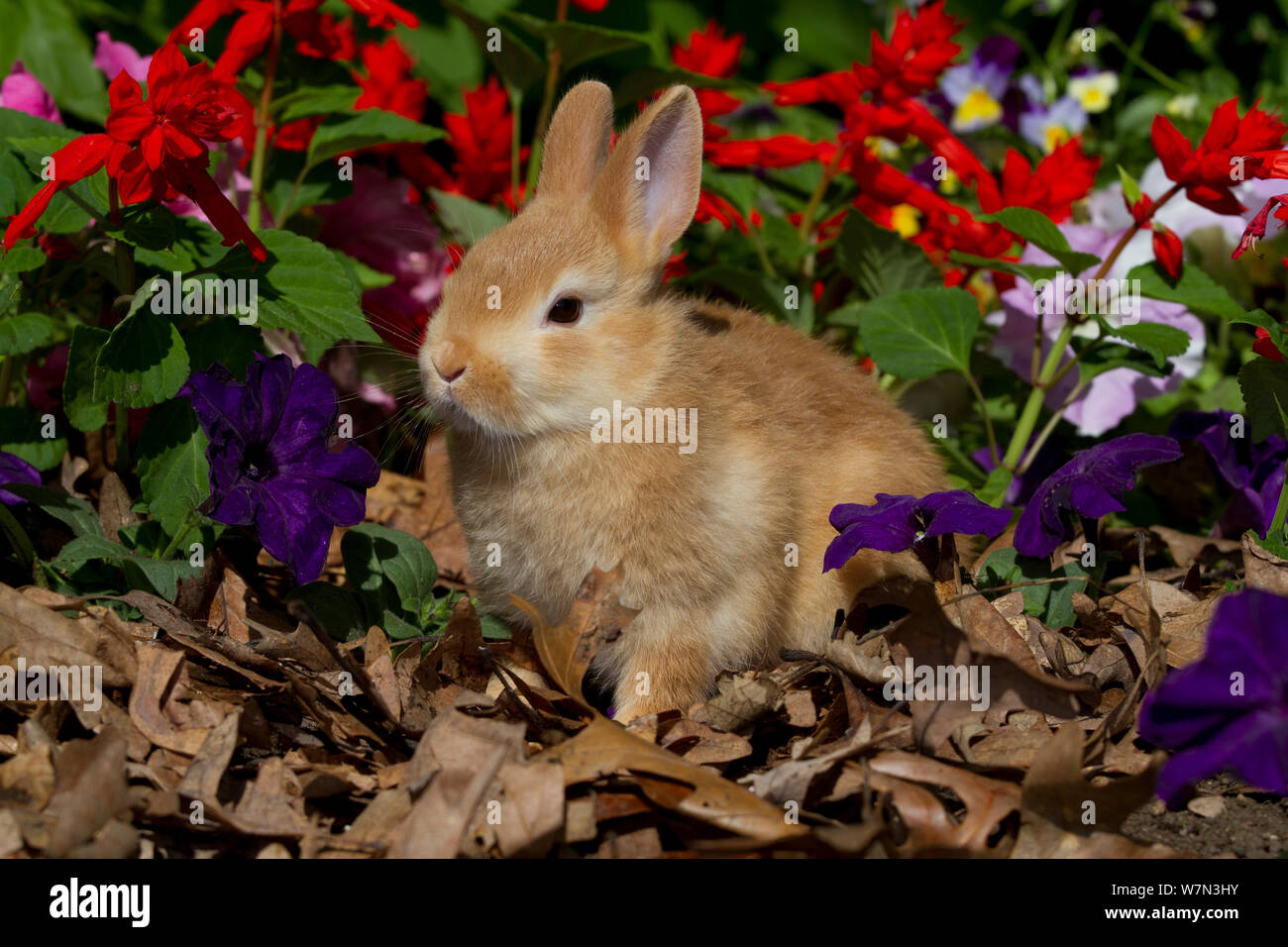 Race Nouvelle-zélande lapin juvéniles dans les fleurs. USA Banque D'Images