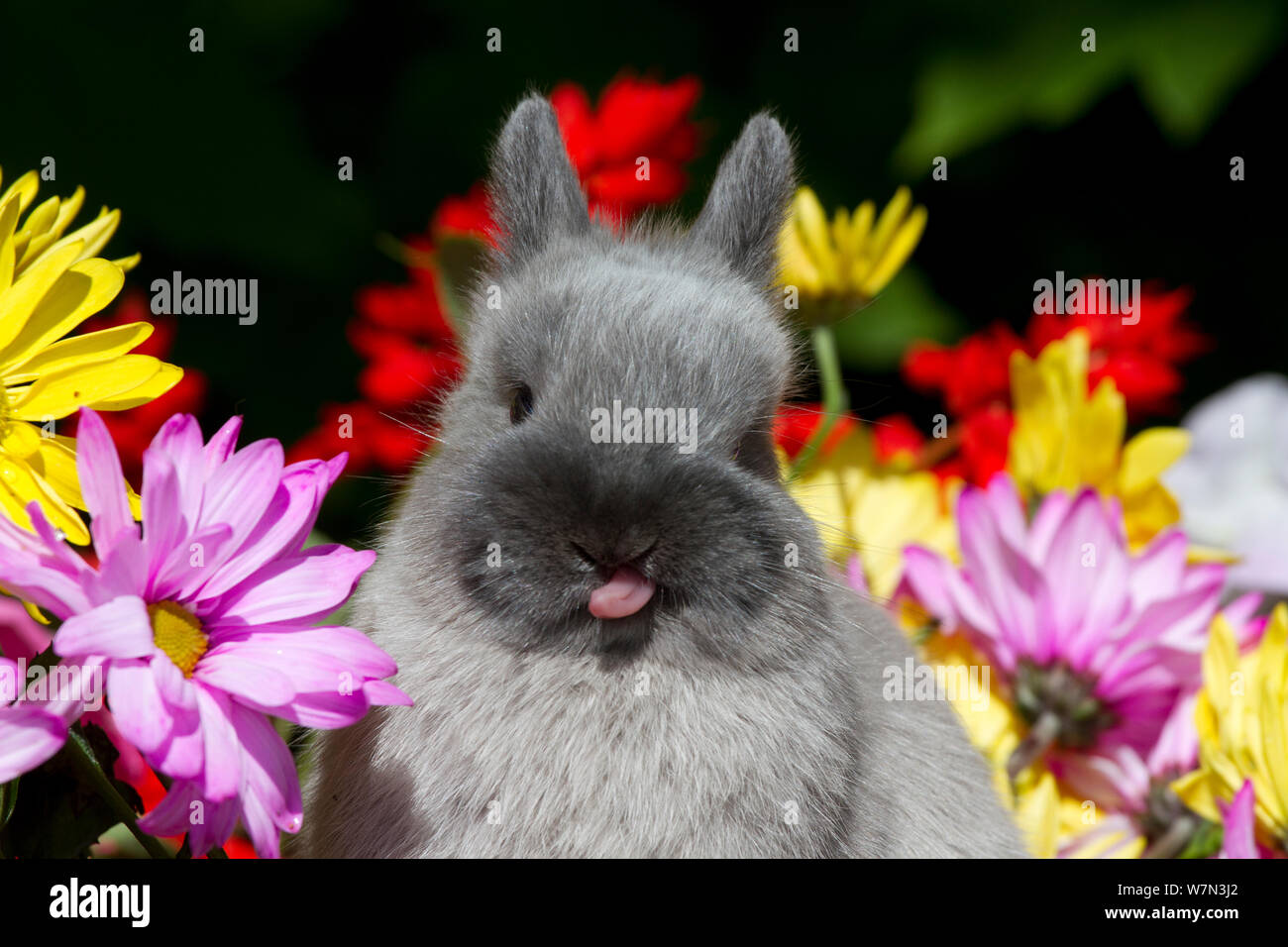 Netherland Dwarf Rabbit pour mineurs et de fleurs. USA Banque D'Images