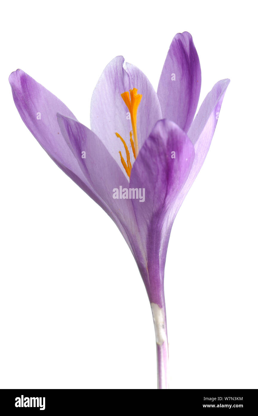 Printemps (Crocus Crocus angustifolius) en fleur, Kostanjevica, Slovénie, mars, projet meetyourneighbors.net Banque D'Images