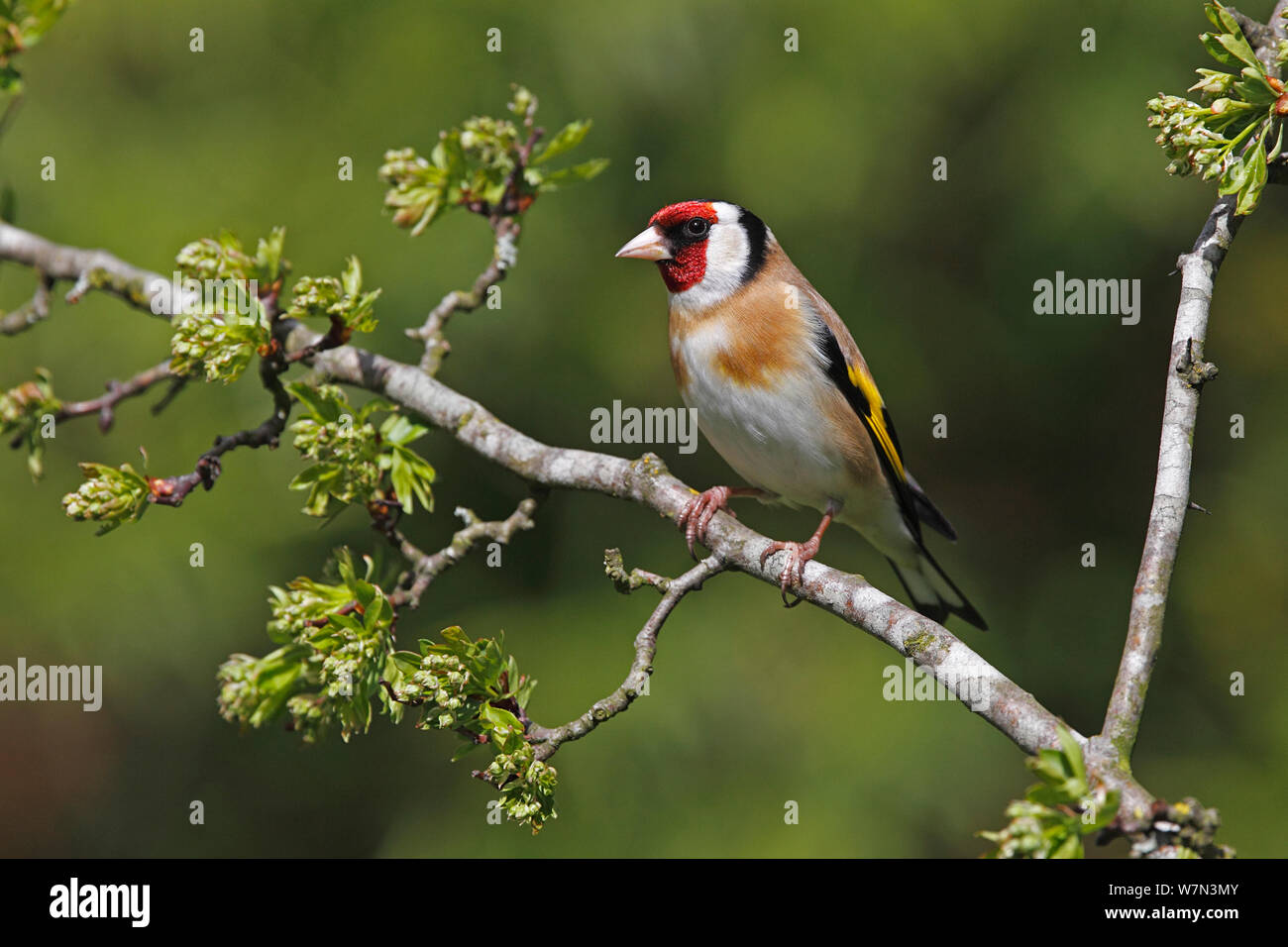 Chardonneret (Carduelis carduelis) perché sur la branche d'aubépine, Cheshire, Royaume-Uni, Mars Banque D'Images