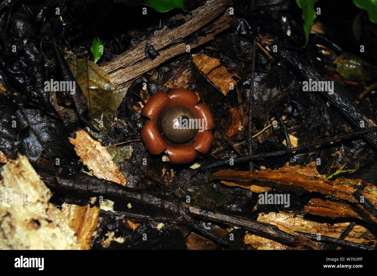 Earthstar (Geastrum) champignon Lalo Loor, Province de Manabi, Équateur. Banque D'Images