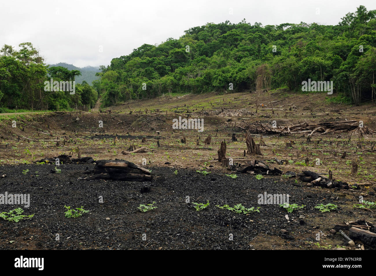Jeu de forêt côtière pour l'agriculture de subsistance, Province de Manabi, Équateur. Février 2012. Banque D'Images