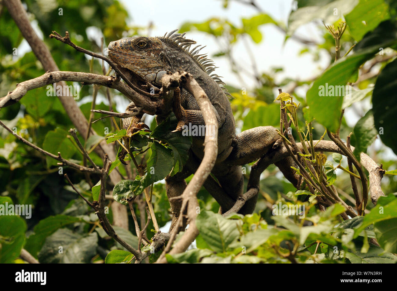 Common/Green Iguana (Iguana iguana) reposant sur Branch, Province de Manabi, Équateur. Banque D'Images