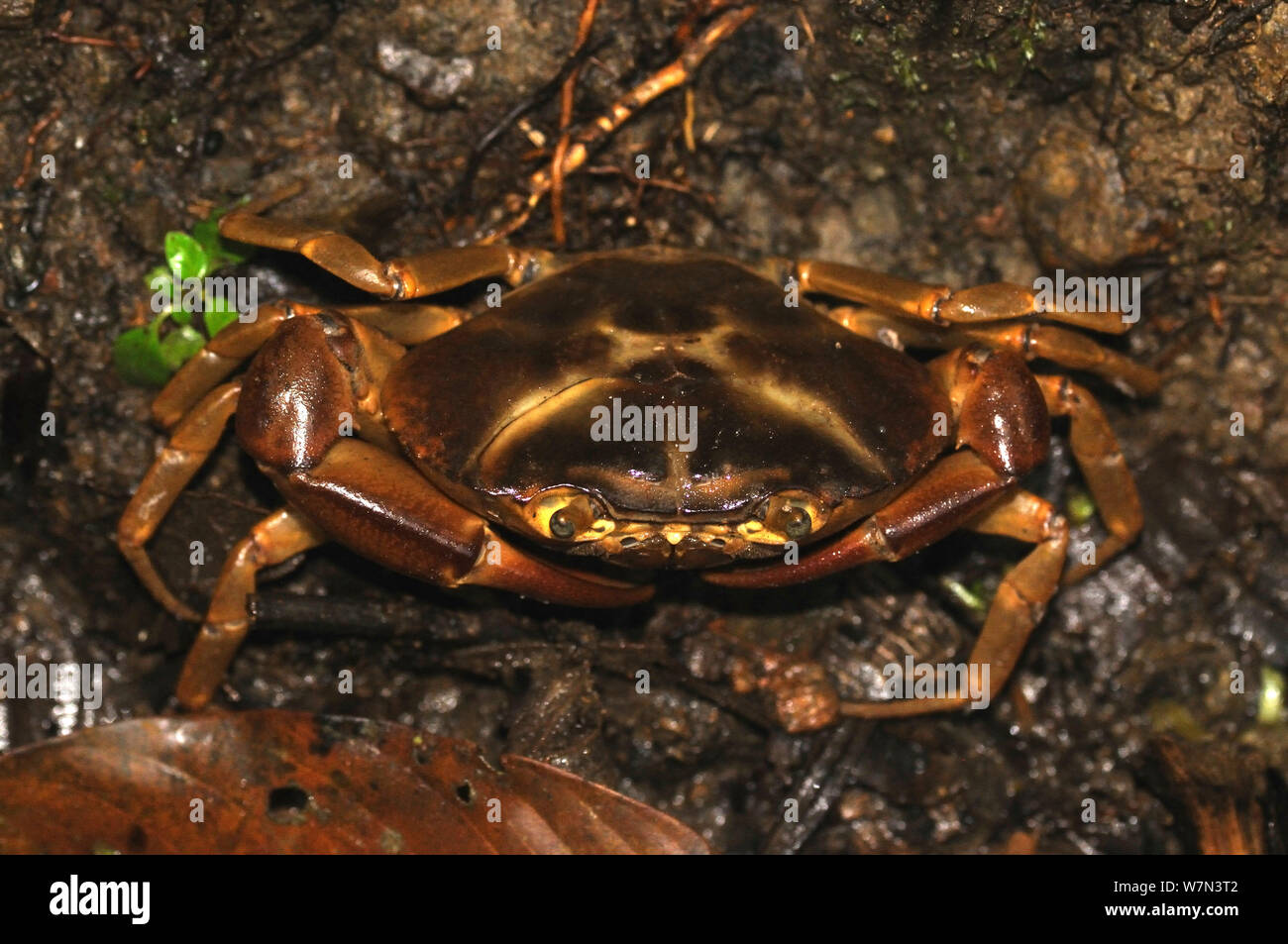 Crabe d'eau douce d'Amérique du Sud (Kingsleya sp.), Province de Manabi, Équateur Banque D'Images