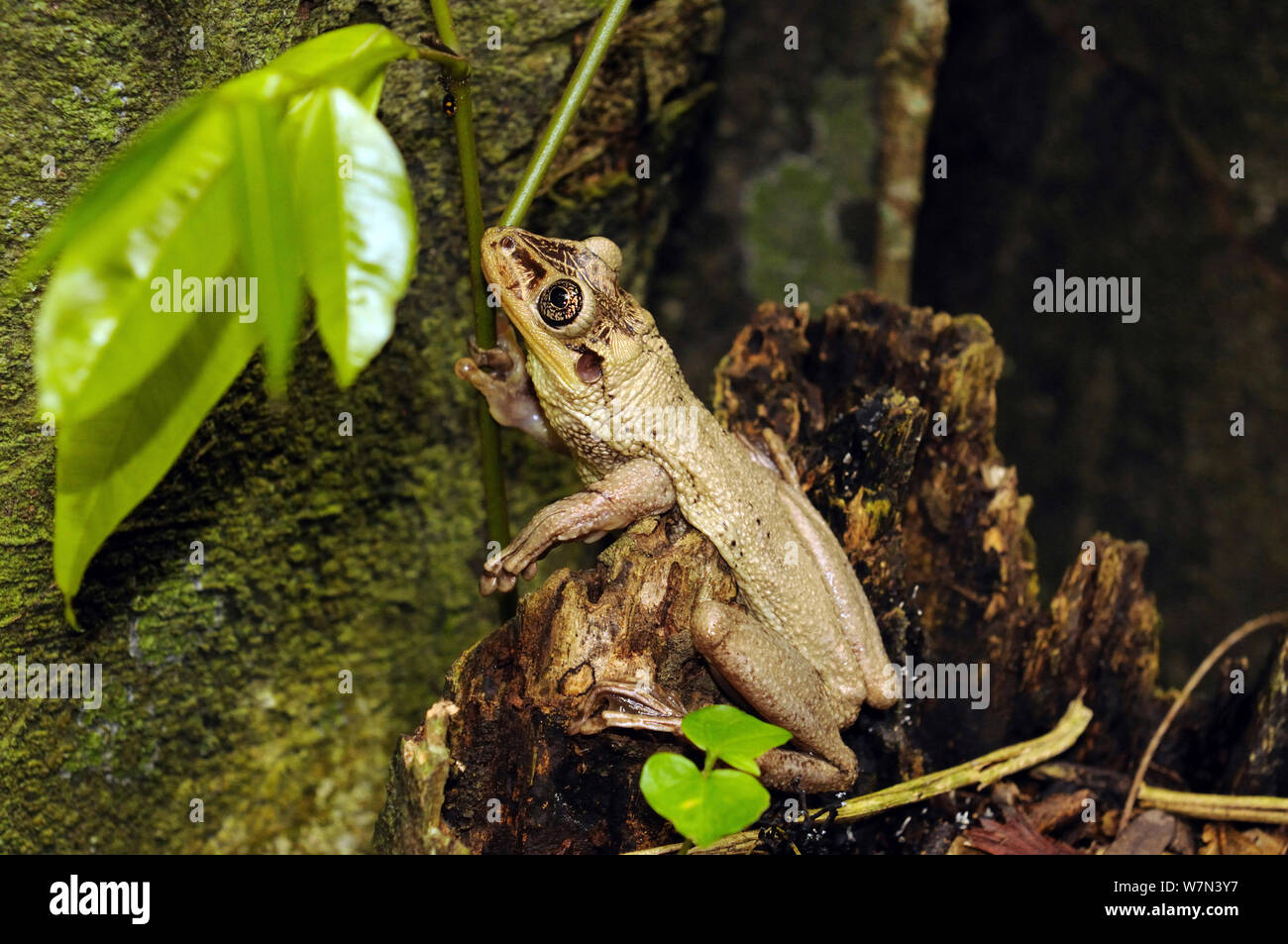 À tête d'os tree frog (Trachycephalus jordani), captive, Province de Manabi, Équateur. Banque D'Images