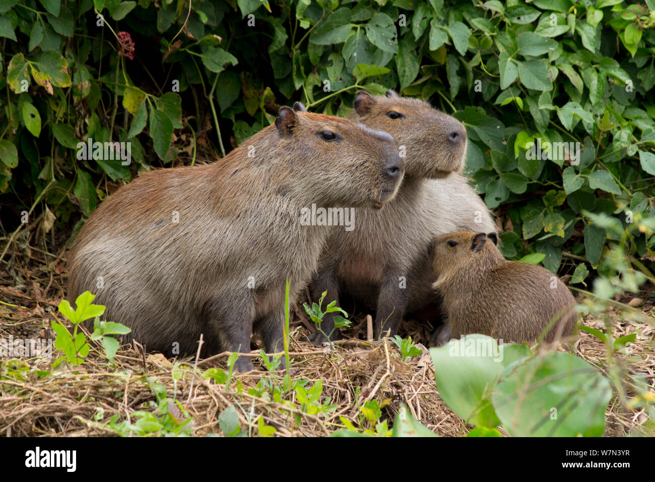 Capybara (Hydrochoerus hydrochaeris) mâle et femelle avec bébé allaité, Pantanal, Pocone, Brésil Banque D'Images