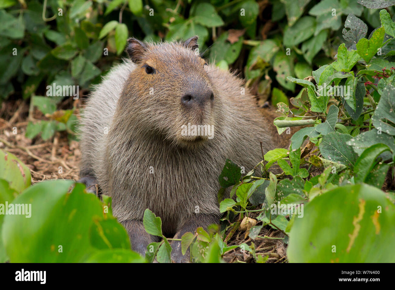 Capybara (Hydrochoerus hydrochaeris), Pantanal, Brésil Pocone Banque D'Images