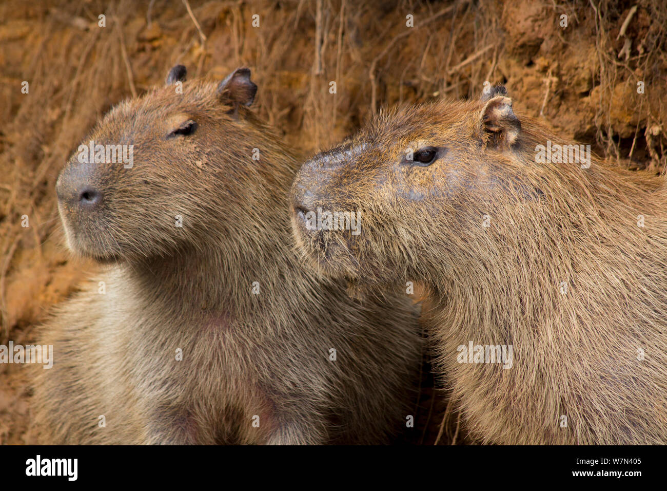 Capybara (Hydrochoerus hydrochaeris) mâle et femelle, Pantanal, Pocone, Brésil Banque D'Images