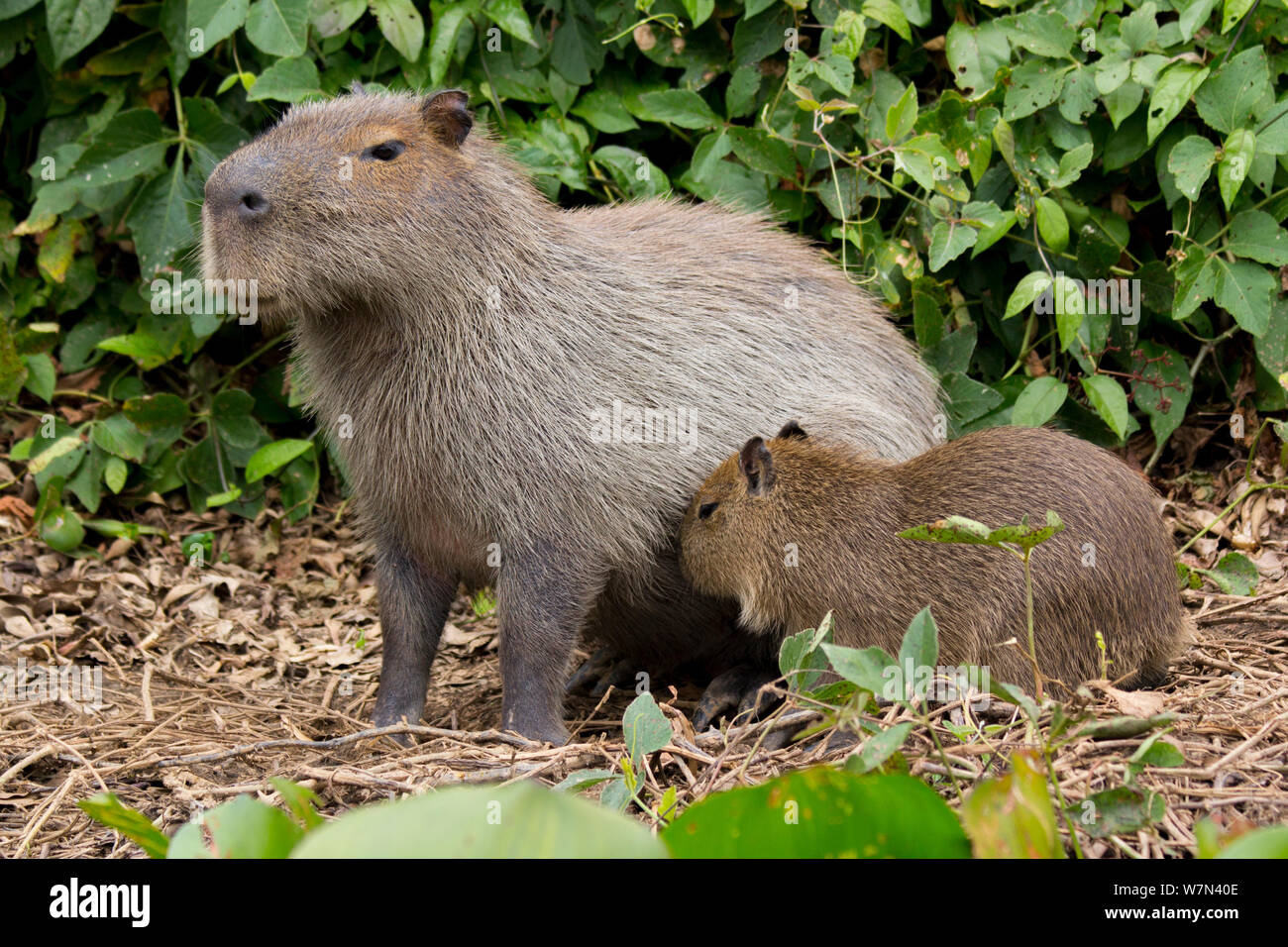 Capybara (Hydrochoerus hydrochaeris) femmes avec bébé allaité, Pantanal, Pocone, Brésil Banque D'Images