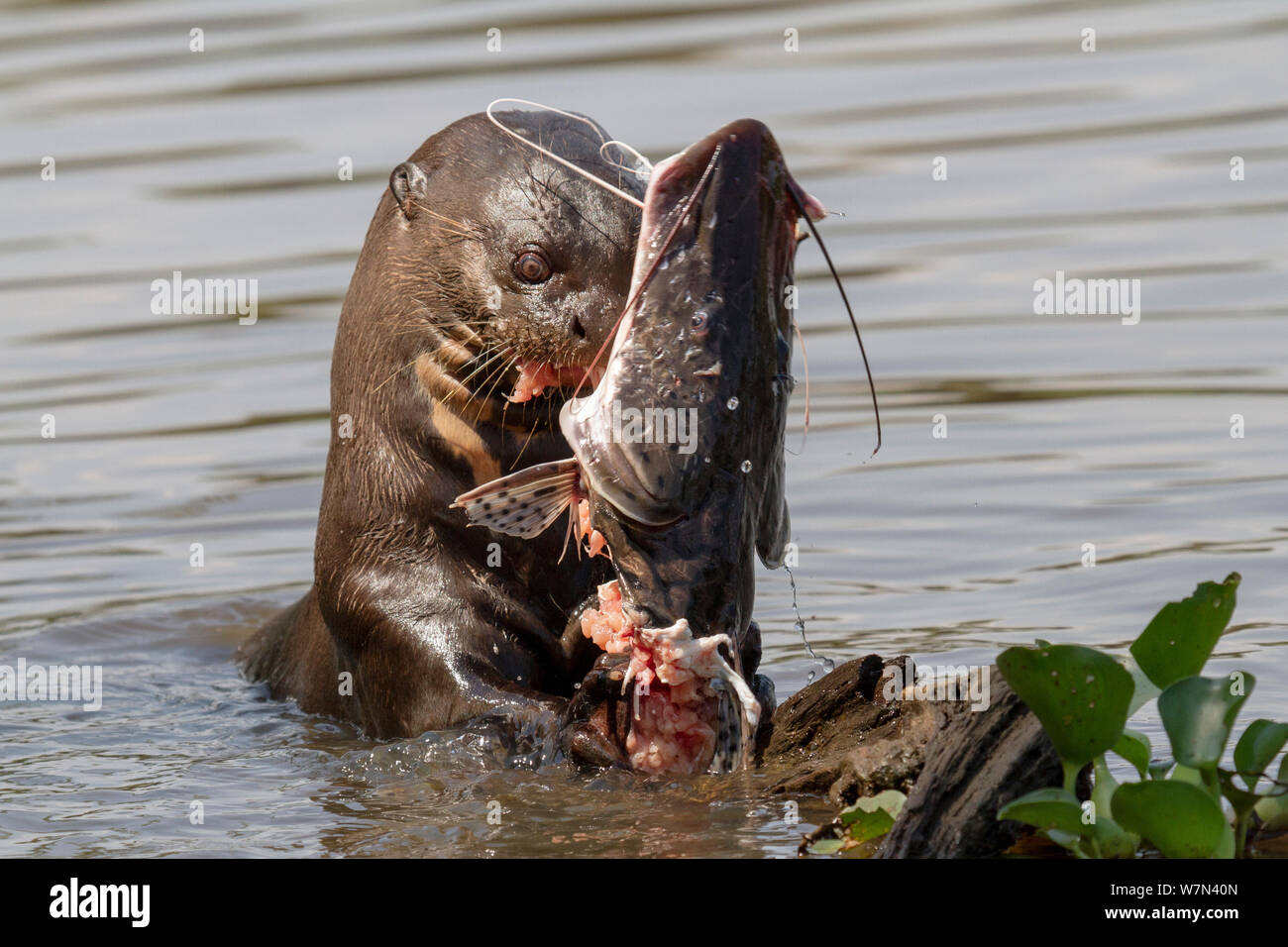 La loutre géante (Pteronura brasiliensis) se nourrissant de poisson-chat, Pantanal, Brésil Pocone Banque D'Images