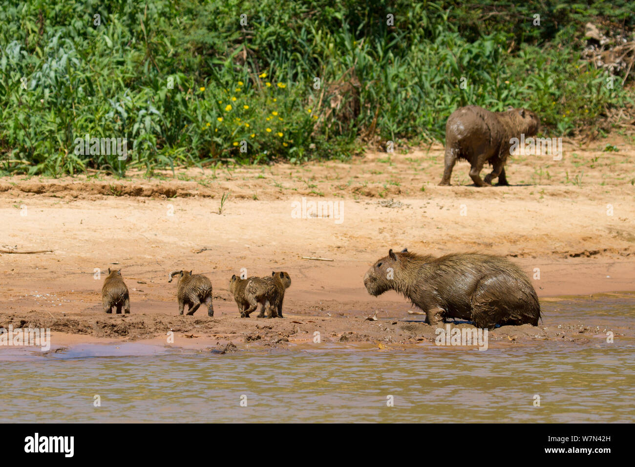 Capybara (Hydrochoerus hydrochaeris) famille sur les bords de la rivière, Pantanal, Pocone, Brésil Banque D'Images