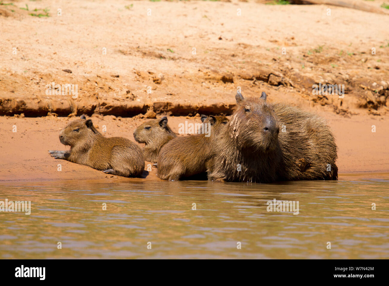 Capybara (Hydrochoerus hydrochaeris) reposant sur la famille rivière, Pantanal, Brésil, Pocone Banque D'Images