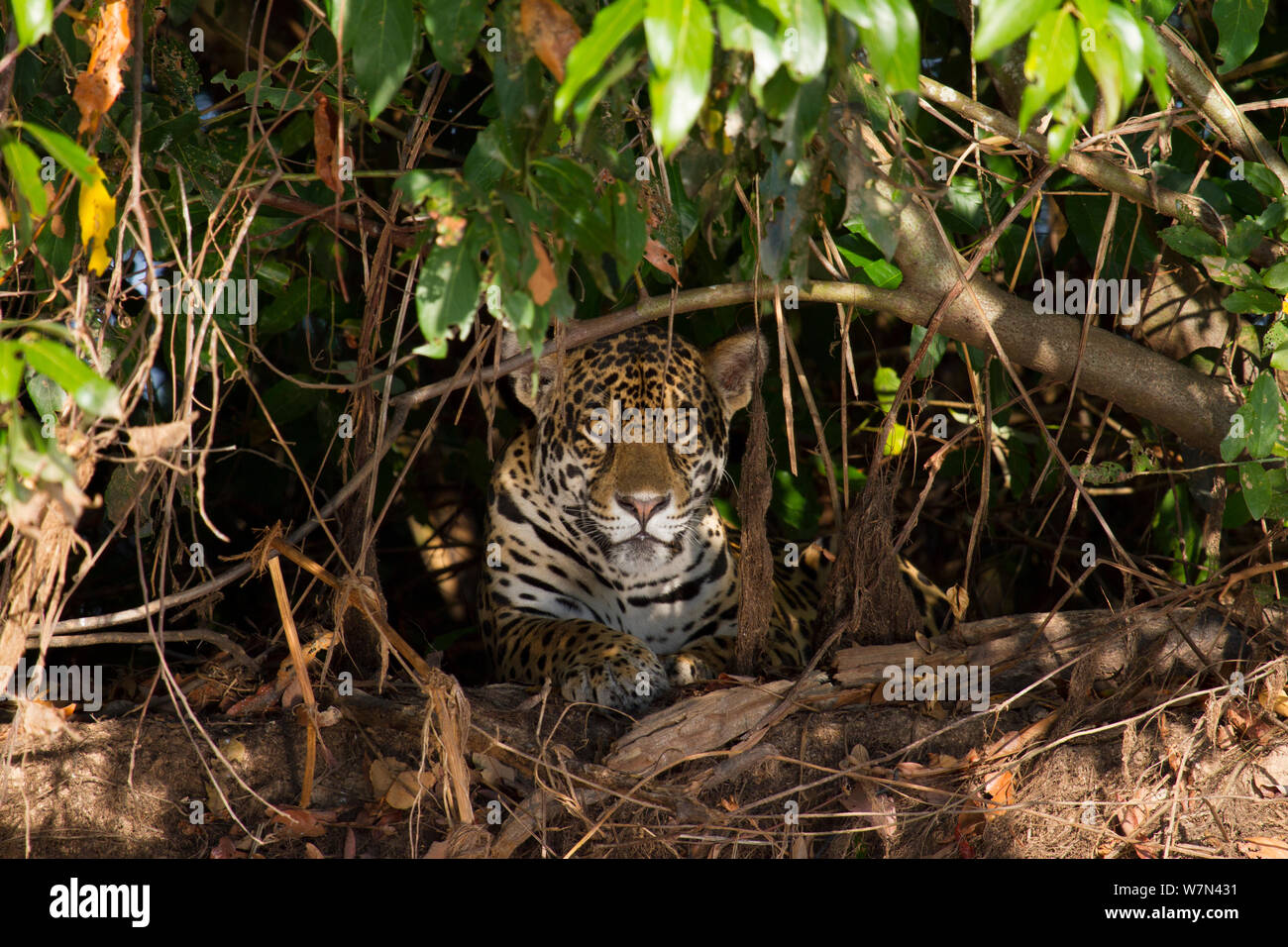 Jaguar (Panthera onca) reposant dans parmi la végétation épaisse, Pantanal, Pocone, Brésil Banque D'Images