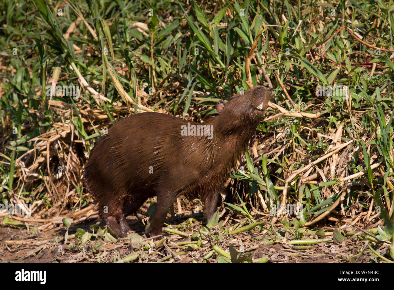 Capybara (Hydrochoerus hydrochaeris) Hommes adultes marquage, Pantanal, Pocone, Brésil Banque D'Images