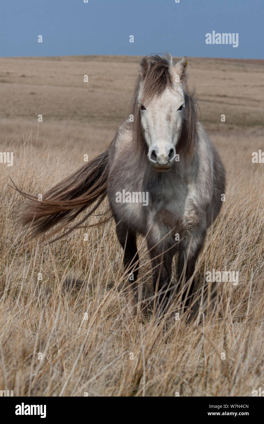 Welsh Mountain Pony, Welsh Cob, Welsh Pony de cob (Equus ferus caballus), Brecon Beacons, Pays de Galles, Royaume-Uni, Mars Banque D'Images