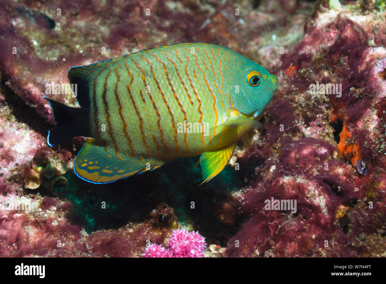 Poissons-anges (Centropyge eibli Blacktail). La mer d'Andaman, en Thaïlande. Banque D'Images