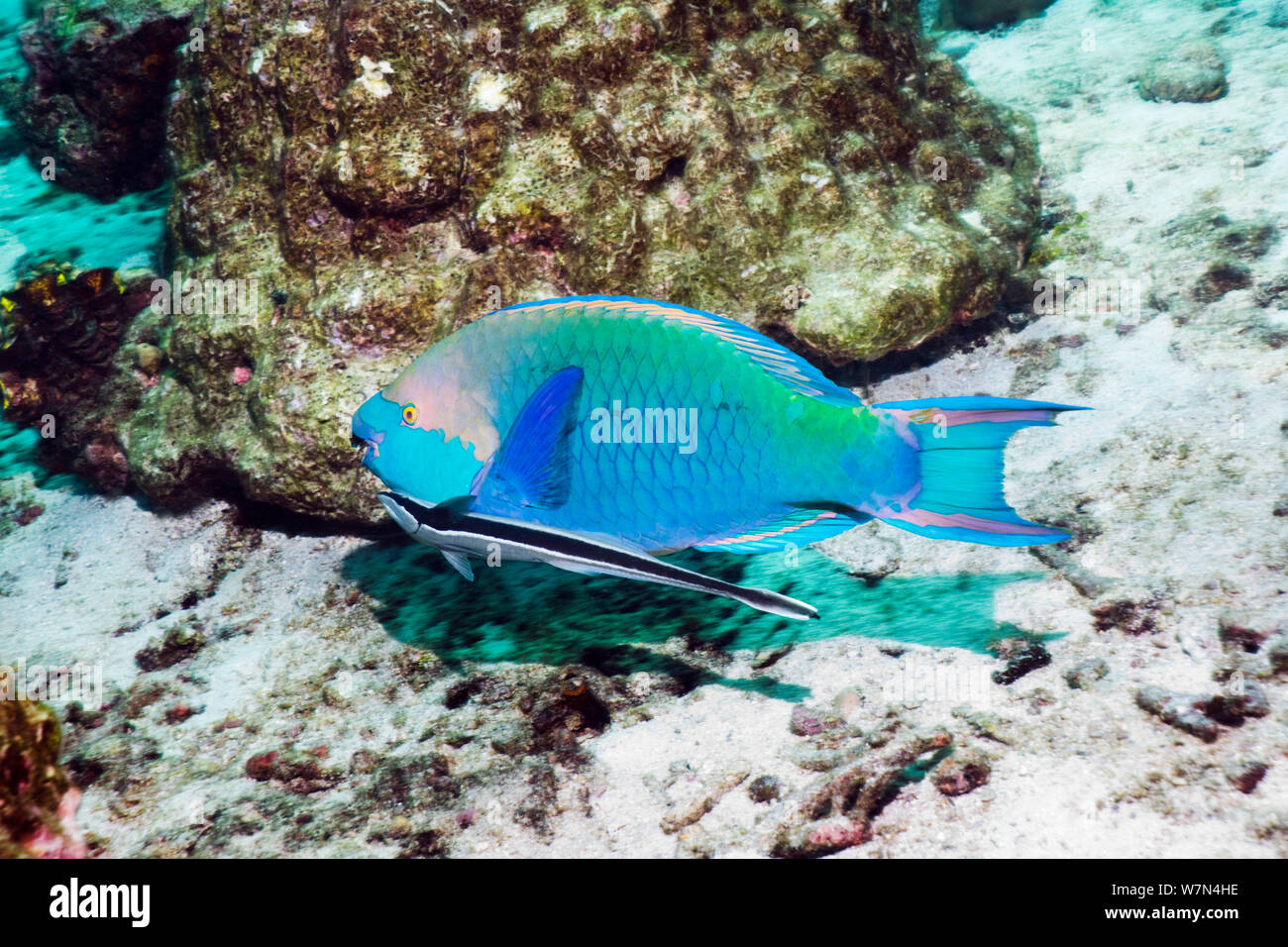 Greenthroat ou Singapour poisson perroquet (Scarus prasiognathus), la borne mâle avec un Remora ou Sharksucker (Echeneis naucrates), la mer d'Andaman, en Thaïlande. Banque D'Images
