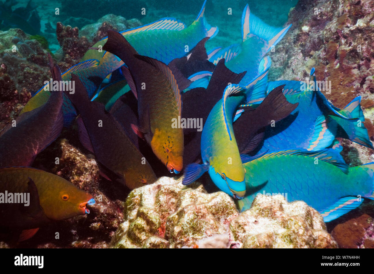 Greenthroat ou Singapour poisson perroquet (Scarus prasiognathus), grande école de la borne les hommes et les femmes le pâturage sur les rochers couverts d'algues, la mer d'Andaman, en Thaïlande. Banque D'Images
