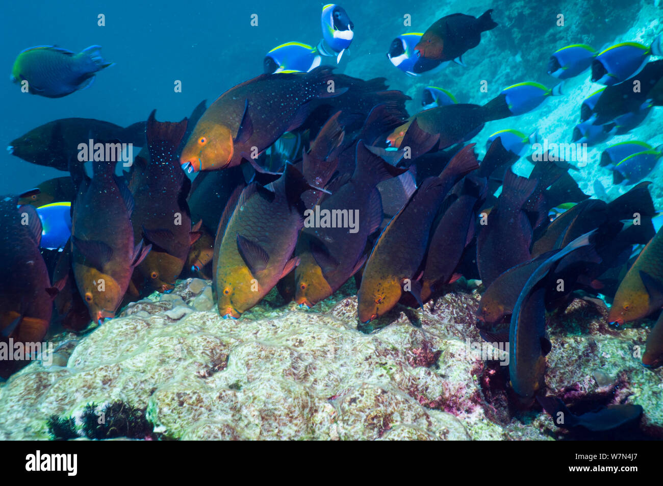 Greenthroat ou Singapour poisson perroquet (Scarus prasiognathus), grande école de femelles sur pâturage recouvert d'algues coral boulder, la mer d'Andaman, en Thaïlande. Banque D'Images
