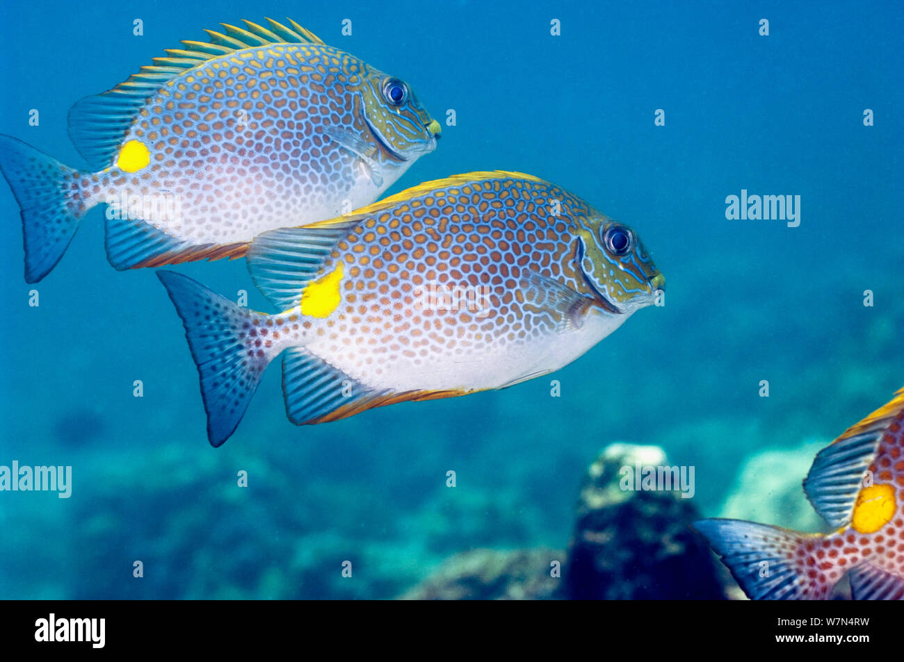 Poisson lapin d'or (Siganus punctatus) la mer d'Andaman, Thaïlande Banque D'Images