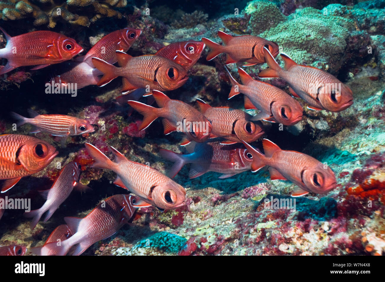 Rouge / Crimson (Myripristis murdjan soldierfish) Maldives, océan Indien Banque D'Images